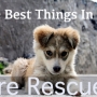 perfect-paws-rescue